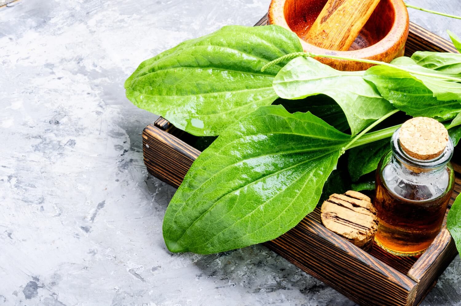 Why Plantain Leaf Is So Good at Treating Acne skincare shop