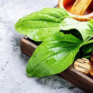Why Plantain Leaf Is So Good at Treating Acne skincare shop